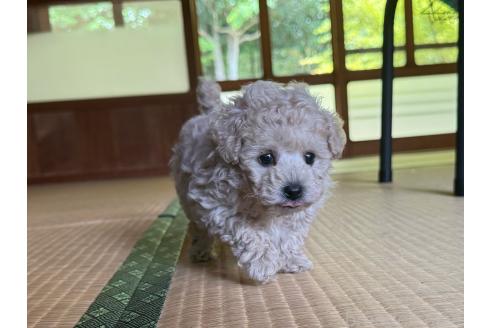 販売中の山口県のタイニープードル-394787の3枚目